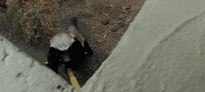 永不服输的蜜獾，曾经有一个保护区饲养了两只，后来怎么样了？