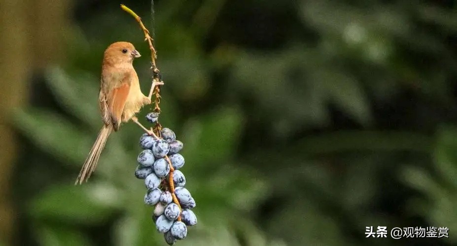 老黄豆鸟与小黄豆鸟的区别,黄豆鸟怎么挑选才是好鸟