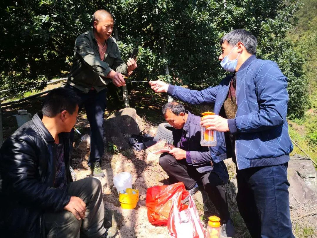 杨梅生活在什么气候中,东魁杨梅生长气候