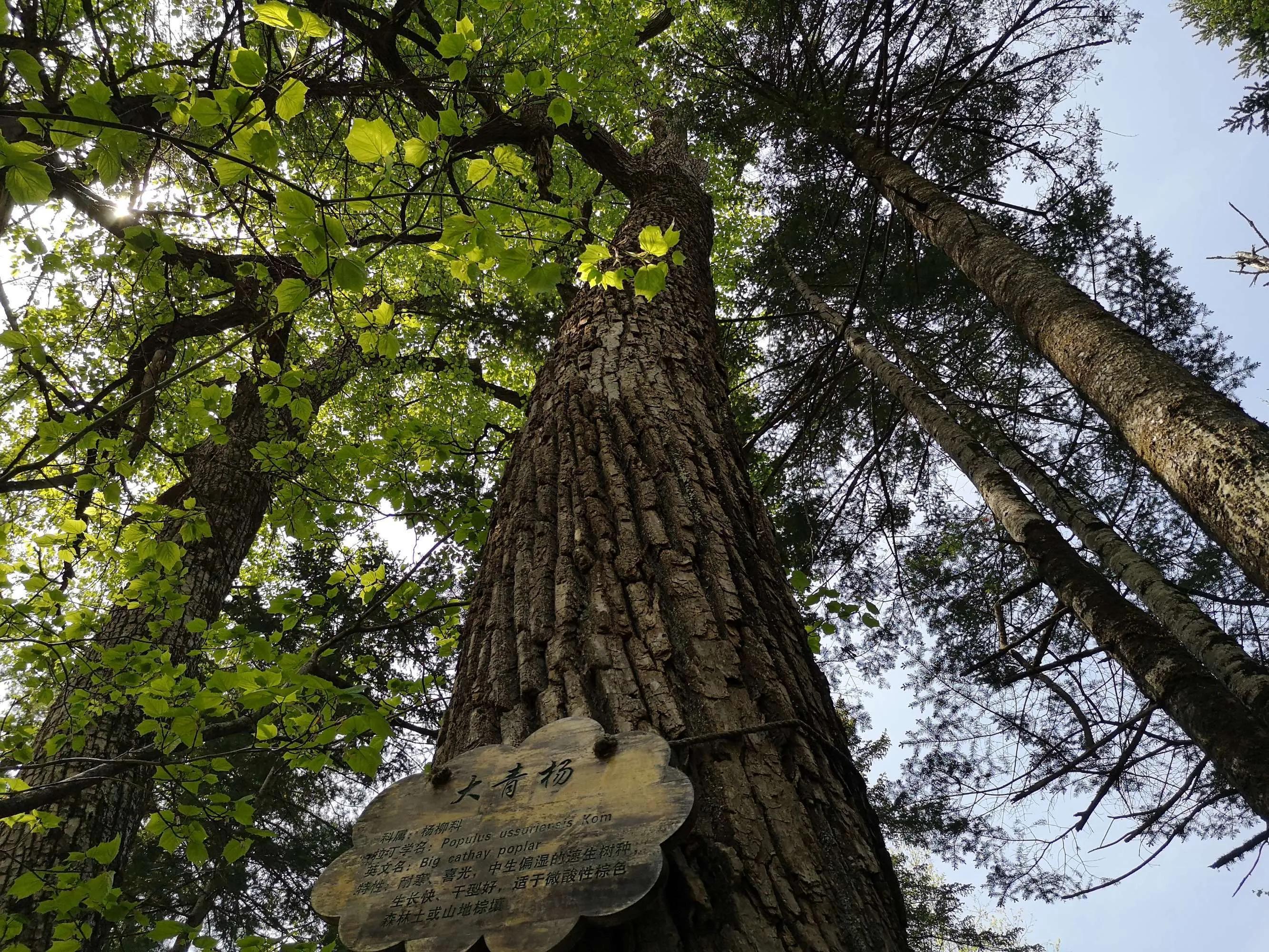 妈妈顶子山---母亲山