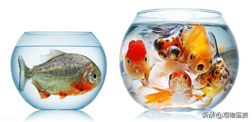 养小型鱼需要24小时开过滤吗,养鱼过滤器要一直开鱼会累死吗