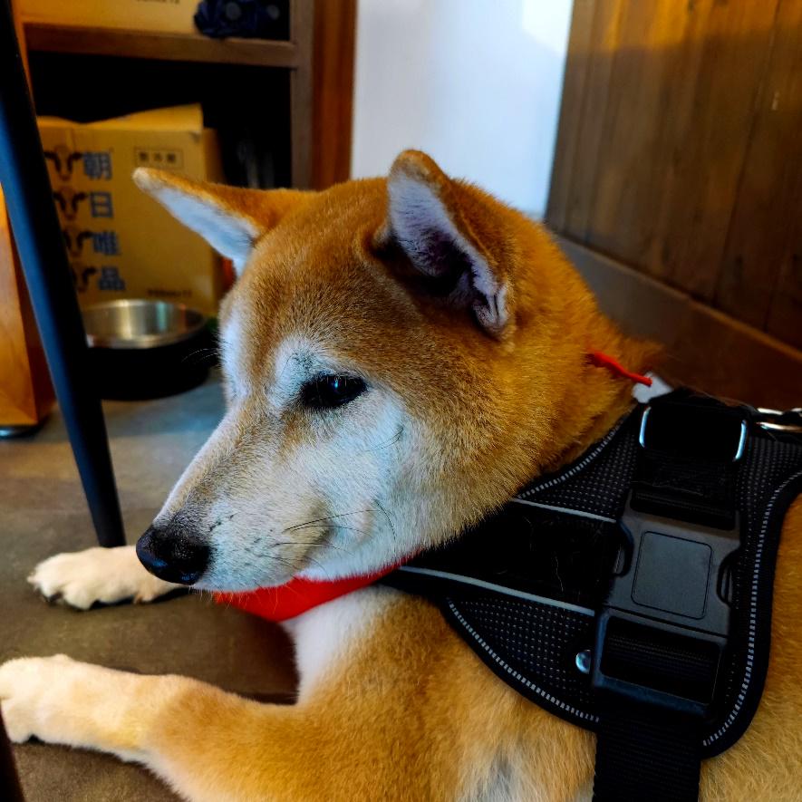 深圳城市观光一日游攻略,深圳城市漫游