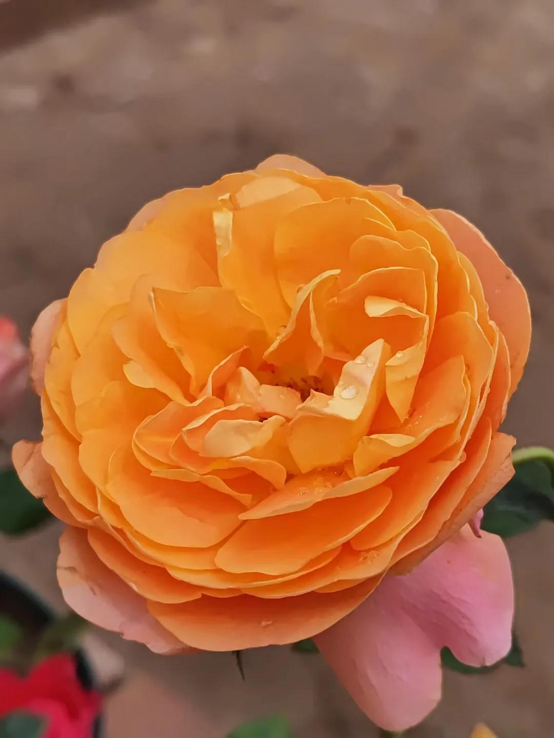 看淡一切生活皆美好,生活的美好是内心的淡定和从容