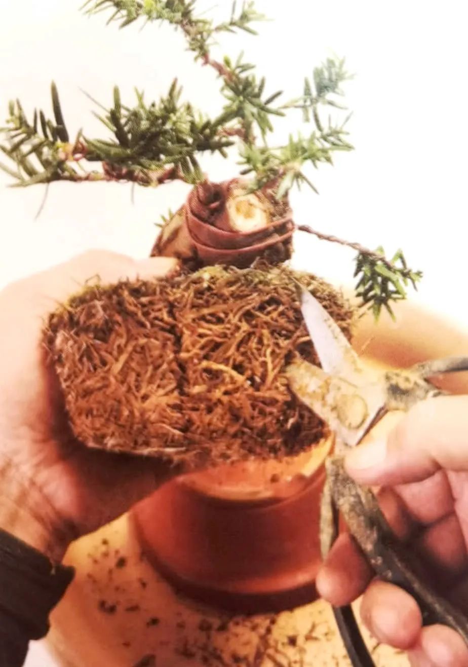 舍利红豆杉盆景,红豆杉老桩盆景怎么修剪