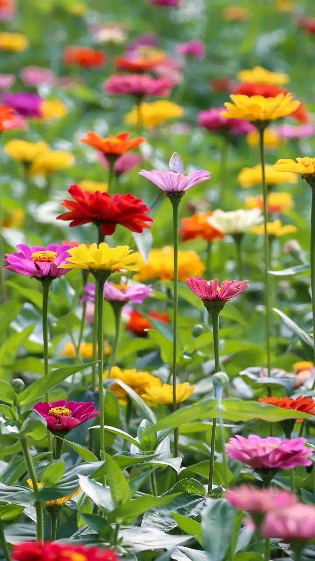 一花一世界经典图片,100种最美花卉图片