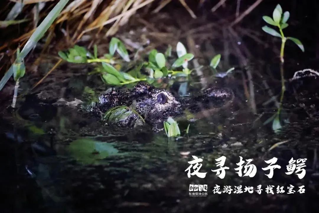 上海沉浸式夜游公园,上海森林公园夜游