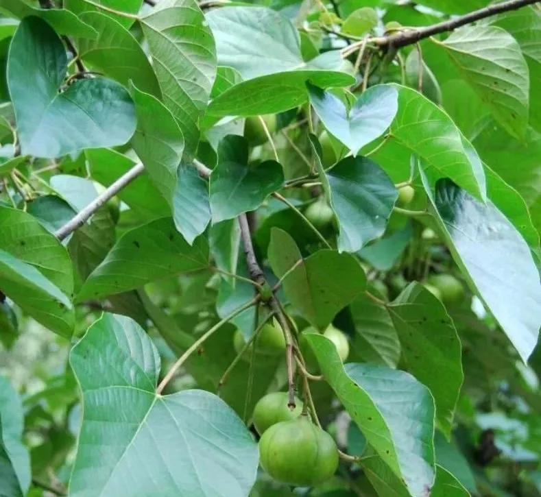 油桐：人间“五月雪”，抗日英雄今记否？