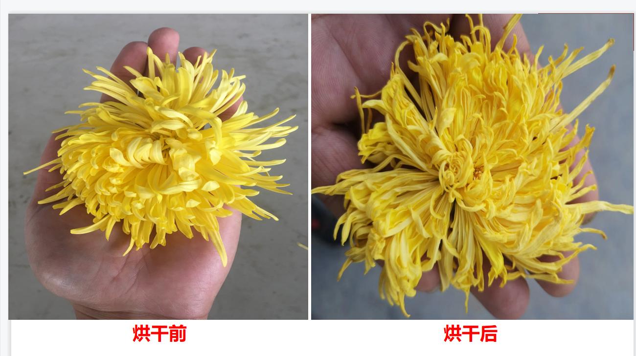 菊花热泵烘干机生产厂家,菊花烘干机