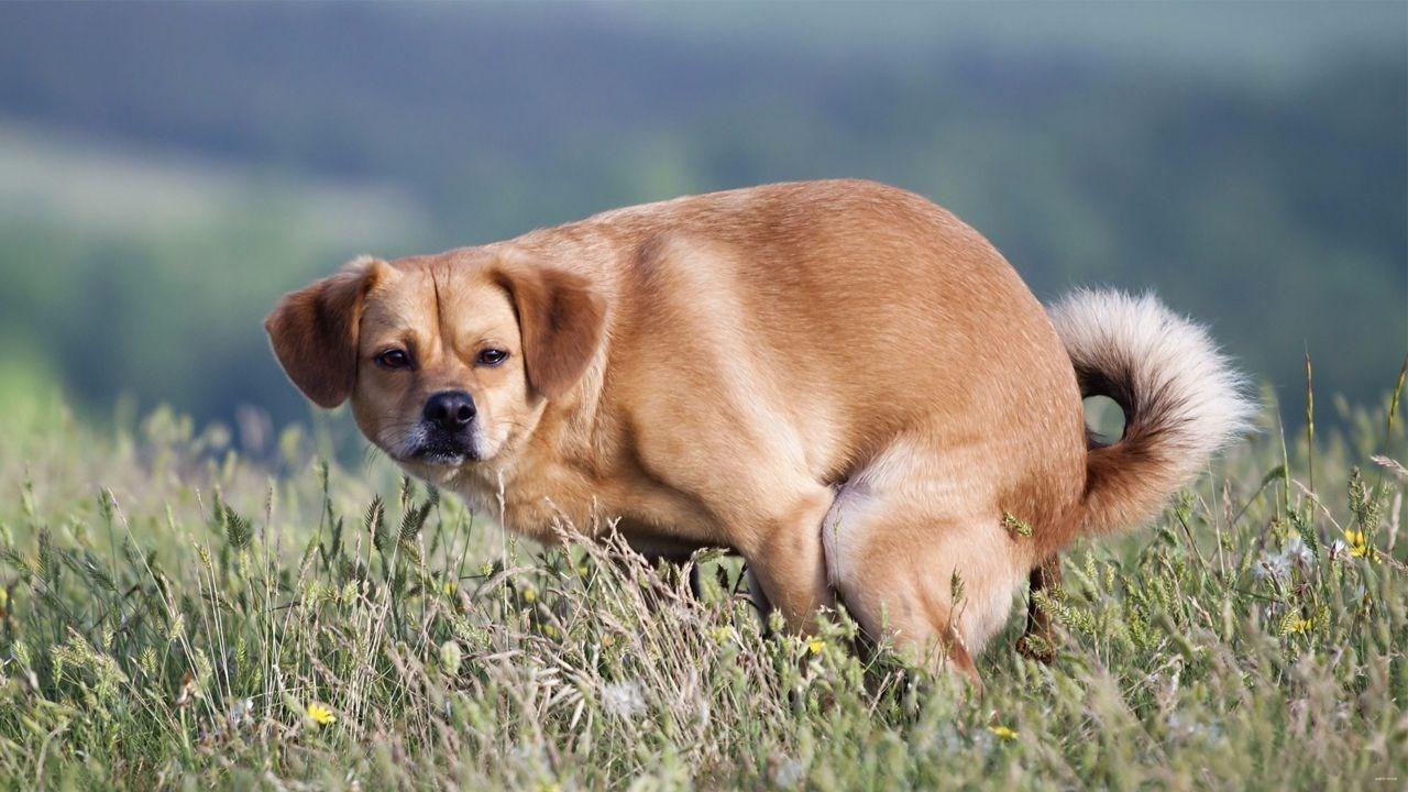 狗狗定期驱虫还会有寄生虫吗,狗狗驱虫几次可以彻底消灭寄生虫
