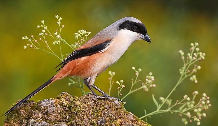 50张最佳鸟类摄影作品,鸟儿大全大图