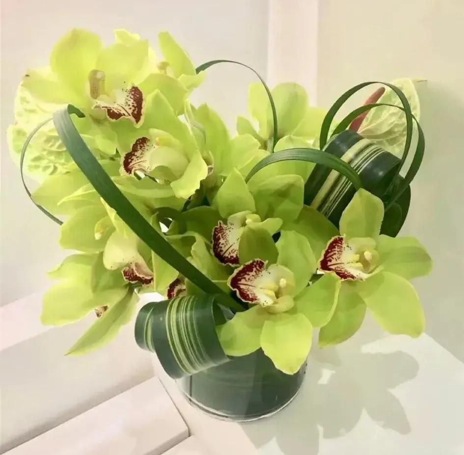 兰花的唯美图片,珍稀兰花各色大全