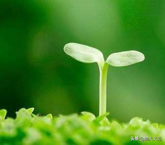 呓语第101集,千言呓语