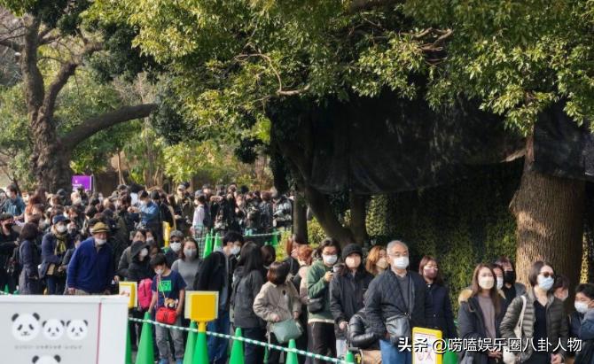 全世界“大明星”中国熊猫！亚洲各国当成女儿，欧洲排队想要它来