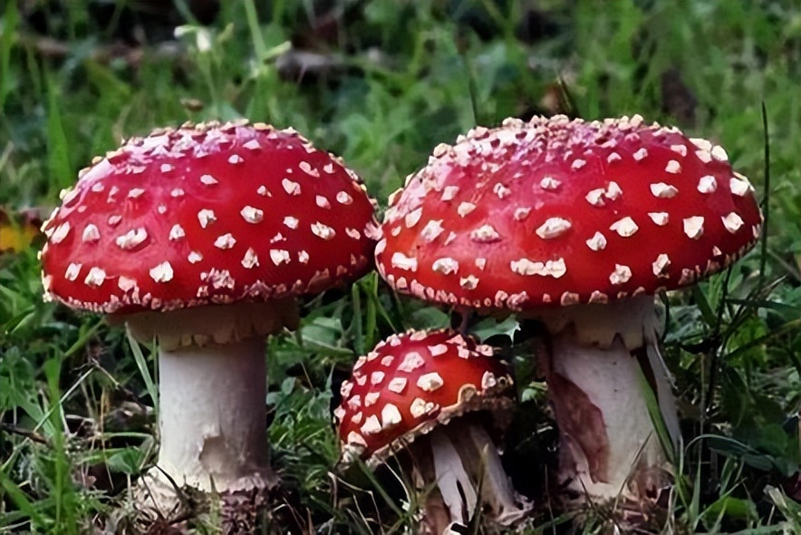 国际禁毒日请收下这份必备知识,国际禁毒日是采用什么方法禁毒的