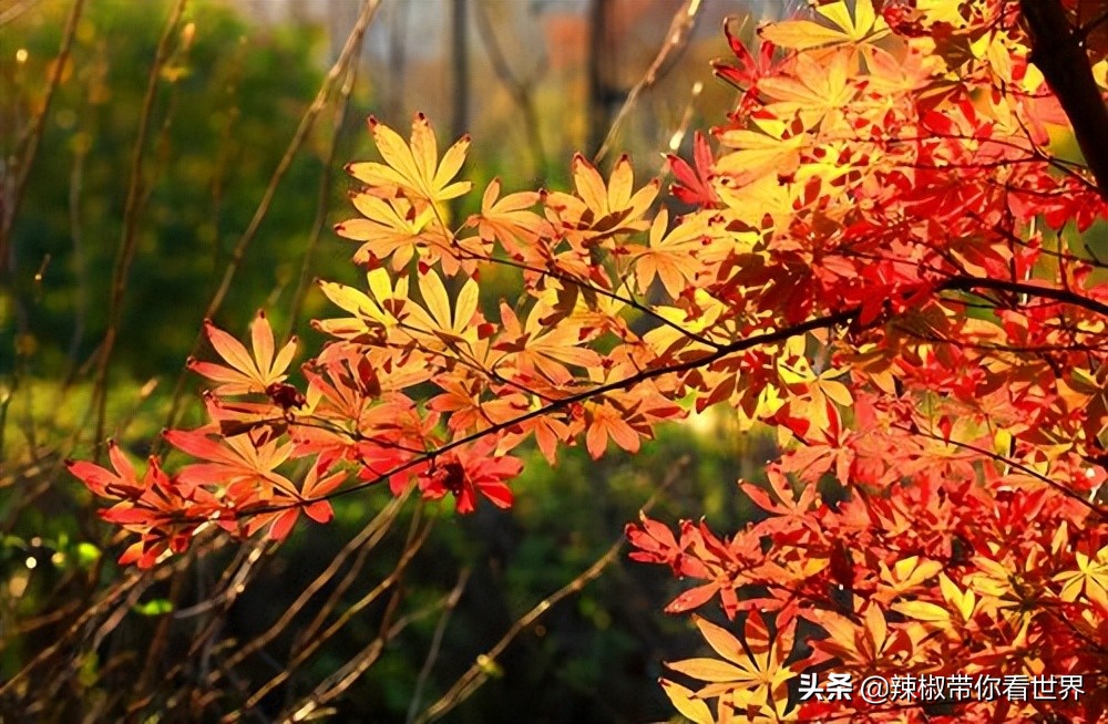 盐城最大的海边城市,盐城海岸线为何一直延伸