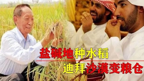 中国在迪拜沙漠试种海水稻的过程,中国在迪拜种植海水稻的有利条件