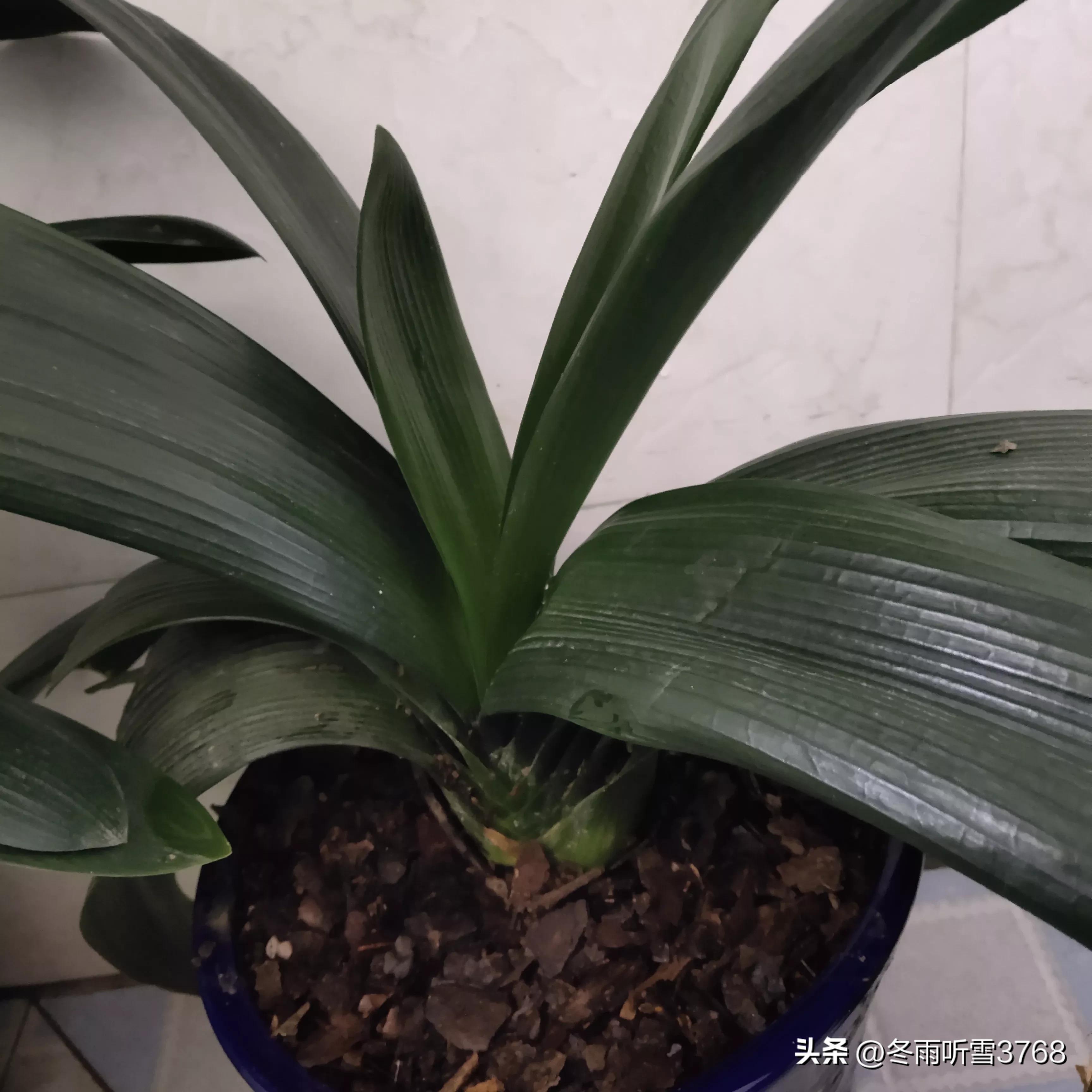 君子兰秋季换盆的最佳时间,现在是秋季君子兰换盆可以吗