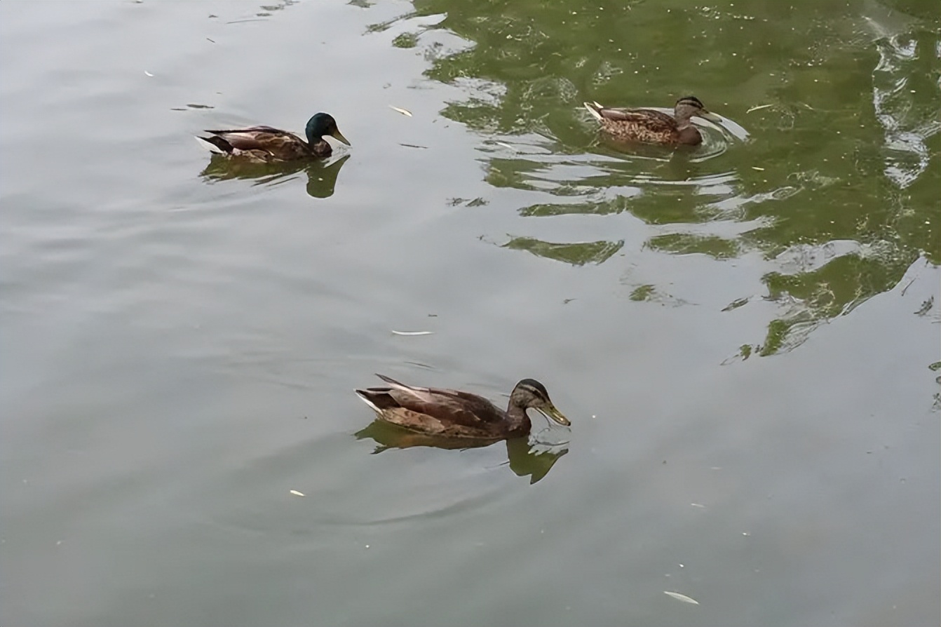 古今十副最长经典对联,民间最经典的十几句对联