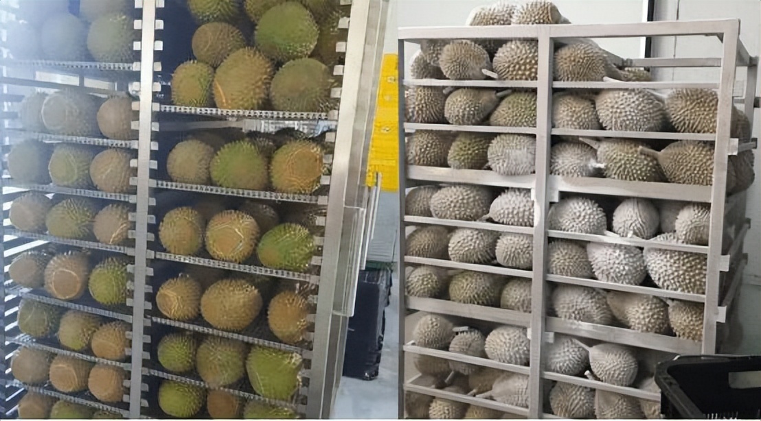 为实现“白菜价榴莲”，中国一直在努力！如今降价了值得高兴吗？