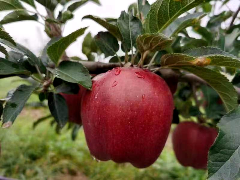 一腔故乡情，敢教荒山换新颜——记武山县优秀返乡创业者安小斐