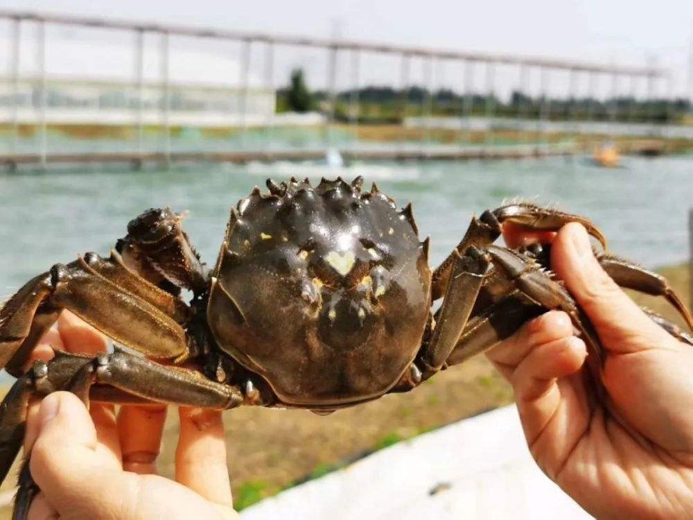 国内最好大闸蟹排名第一,大闸蟹最出名的是哪个地方