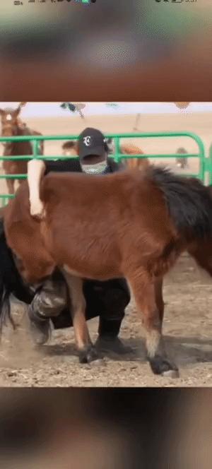 搏克教学视频,搏克绝招