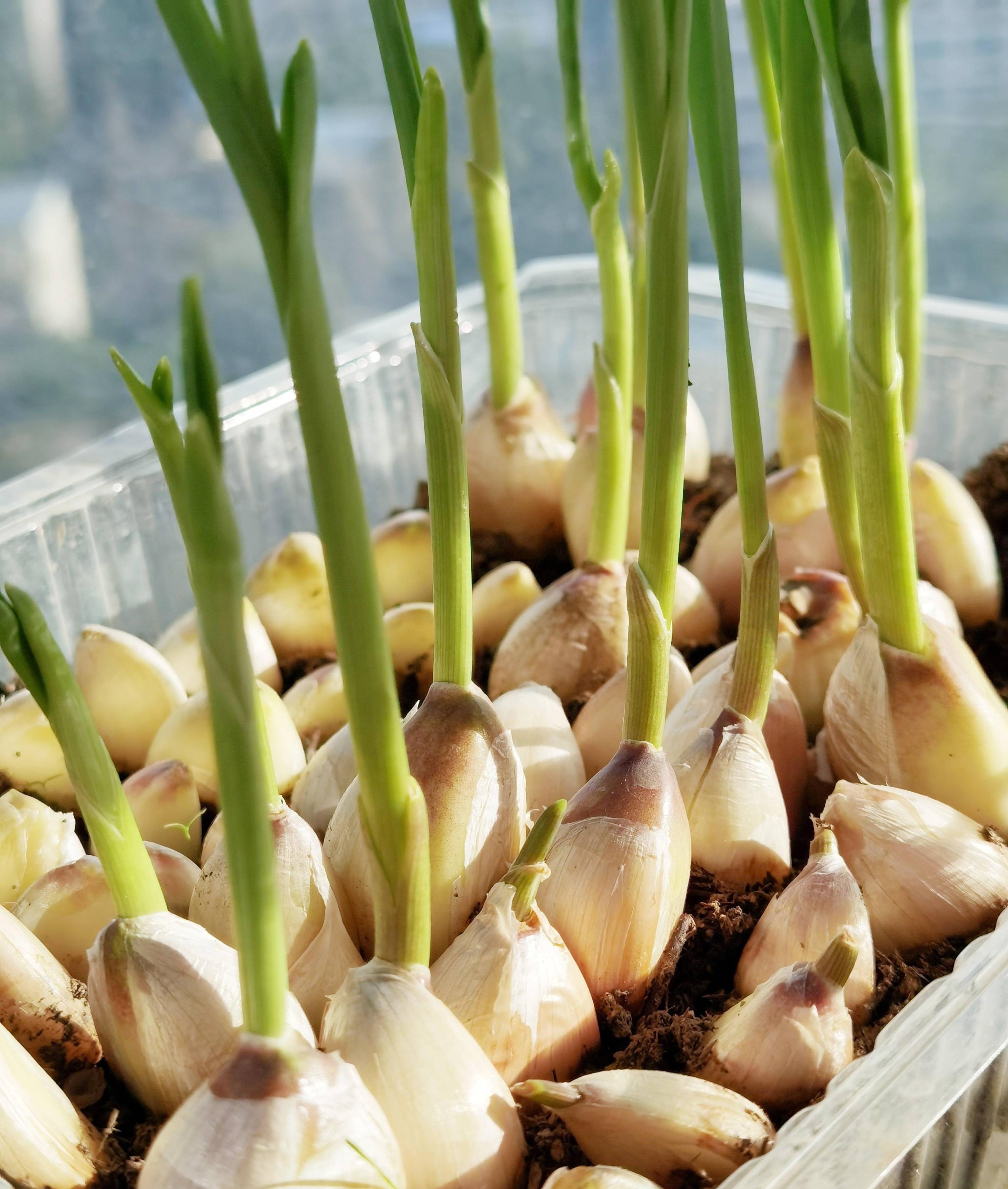 阳台种菜的方法和步骤,阳台种菜的技巧与方法