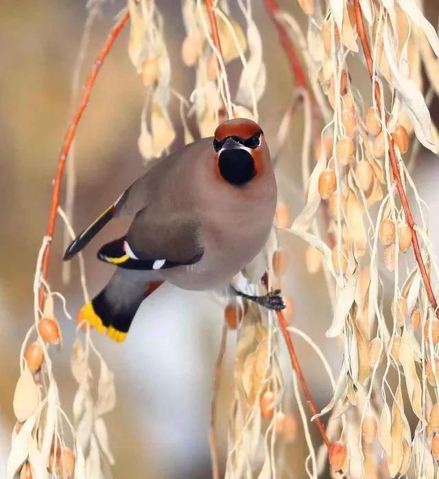 太平鸟图片大鸟,太平鸟图片大全高清壁纸