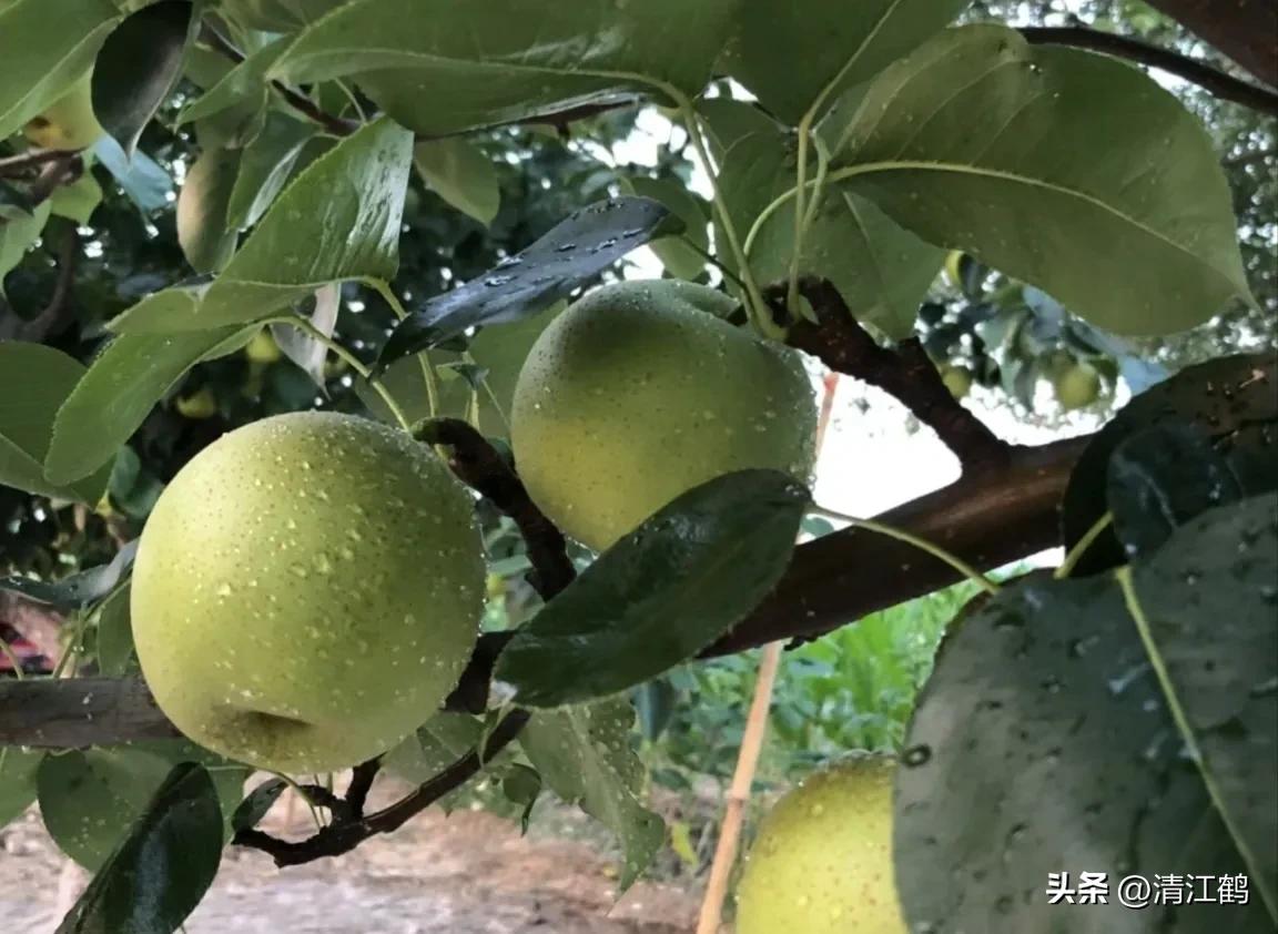 梨果病害图片大全,梨果不套袋病虫害防治技术