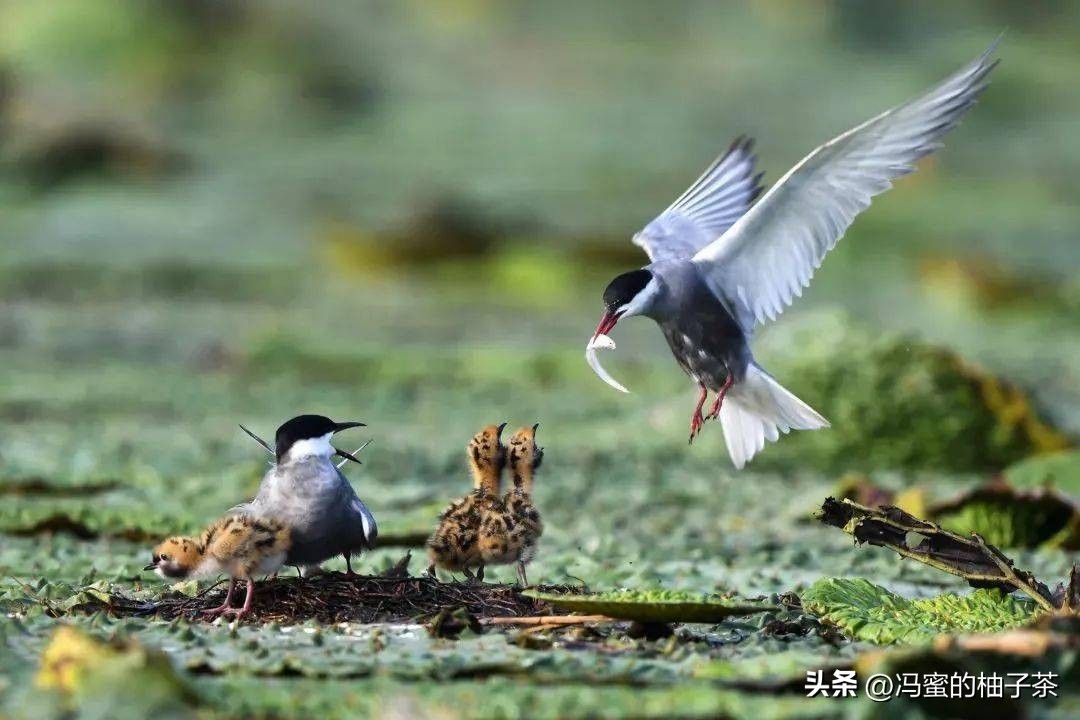 生物多样性的保险价值，在经济学框架中有何意义？
