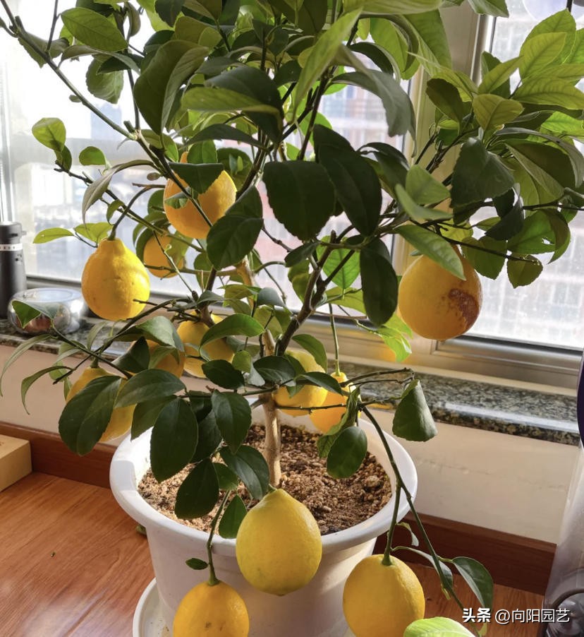 盆栽柠檬树的果子能吃吗,盆栽柠檬树果子