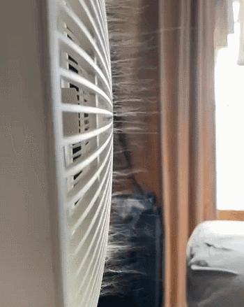 养猫有什么办法驱蚊子,养猫不可以用蚊香怎么驱蚊