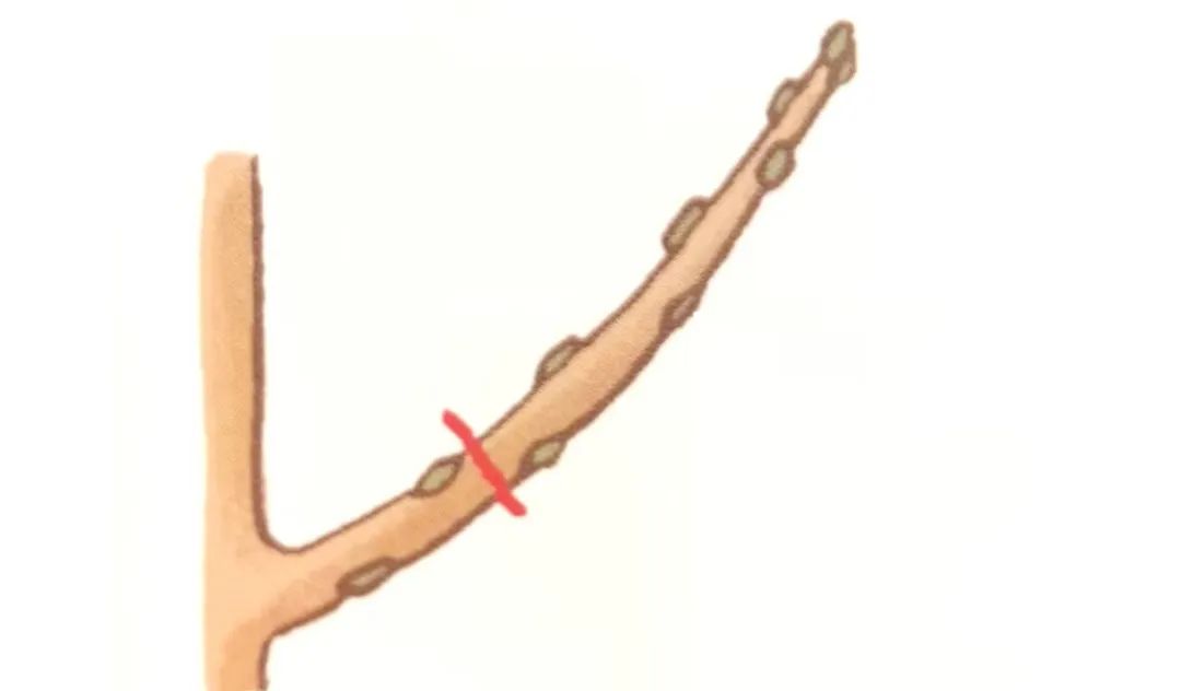 榆树盆景鸡爪枝修剪,映山红盆景花后怎样修剪枝