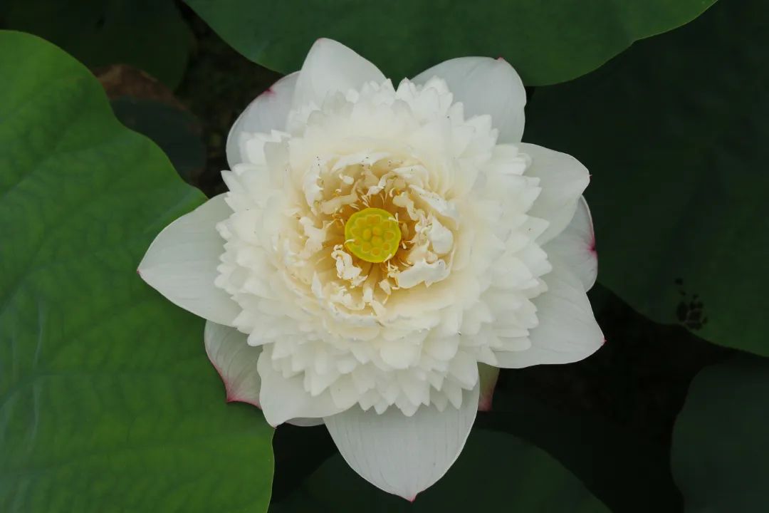 绝美的荷花品种大全图集,超好看荷花品种大型荷花