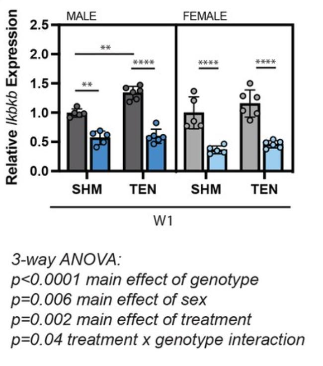 核因子,NFκB,在临床治疗上,是否与腱切断术的肌肉萎缩无关?