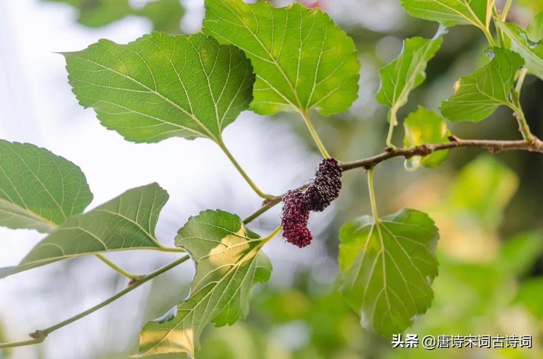 陌上有风景也有你,我的眼里有风景也有你