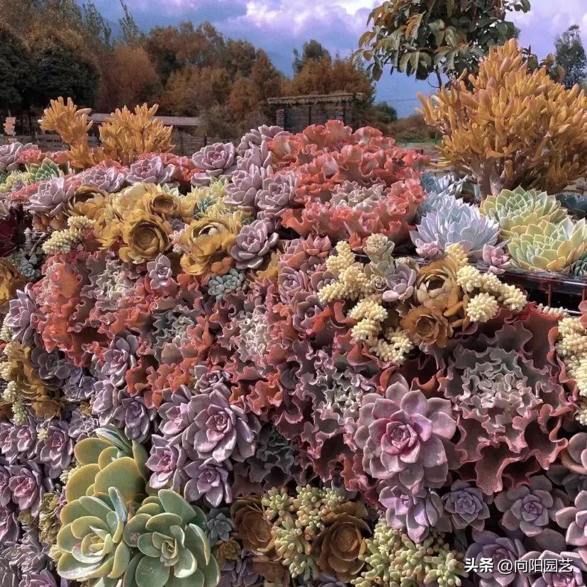 多肉植物有市场前景吗,多肉还能赚钱吗