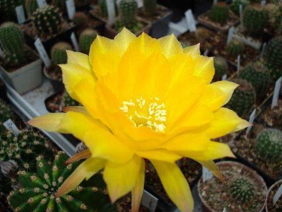 草球牡丹锦仙人球,大花彩草仙人球经典品种