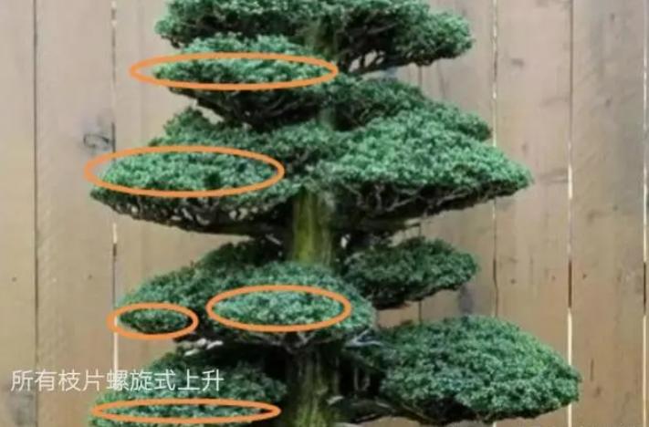 不理解枝条分布？掌握这4点，哪种造型都不难