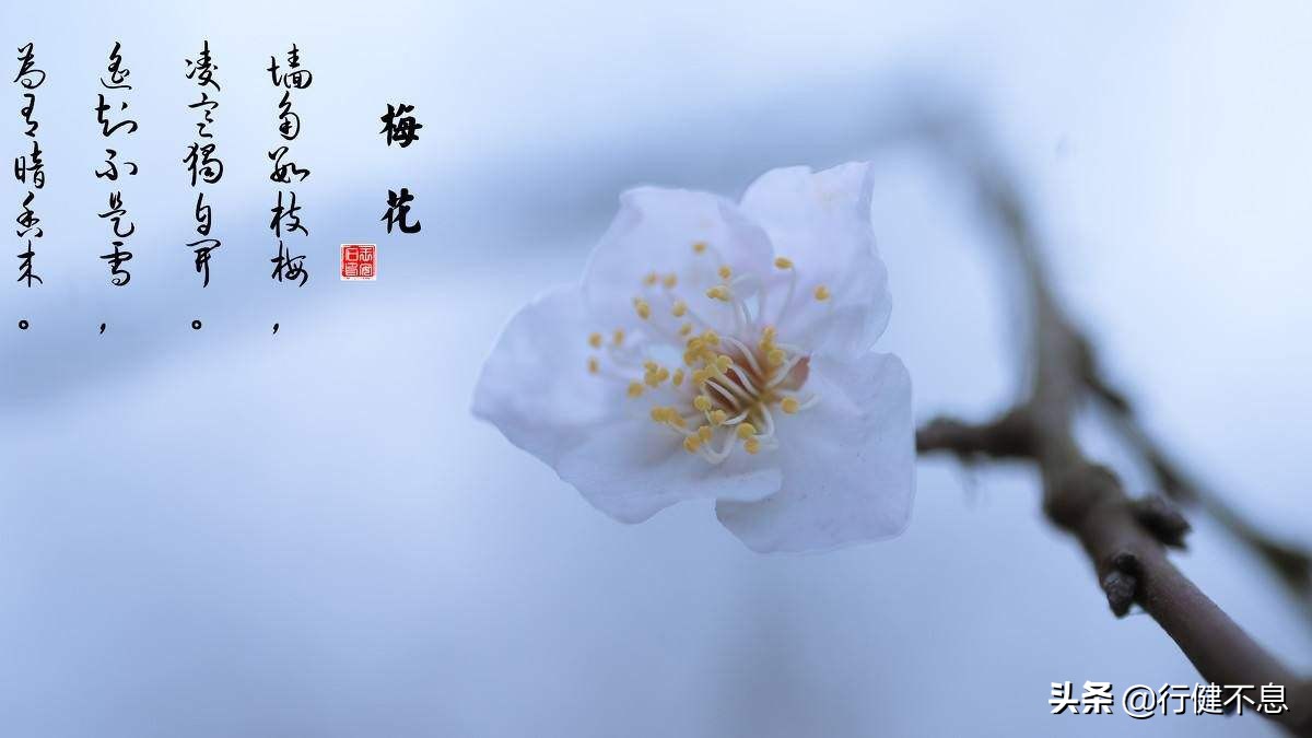 一枝红杏出墙来诗词图片,8首歌咏杏花唯美古诗词