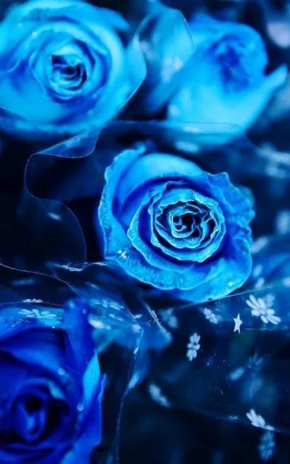 蓝色妖姬花束壁纸,花朵壁纸蓝色