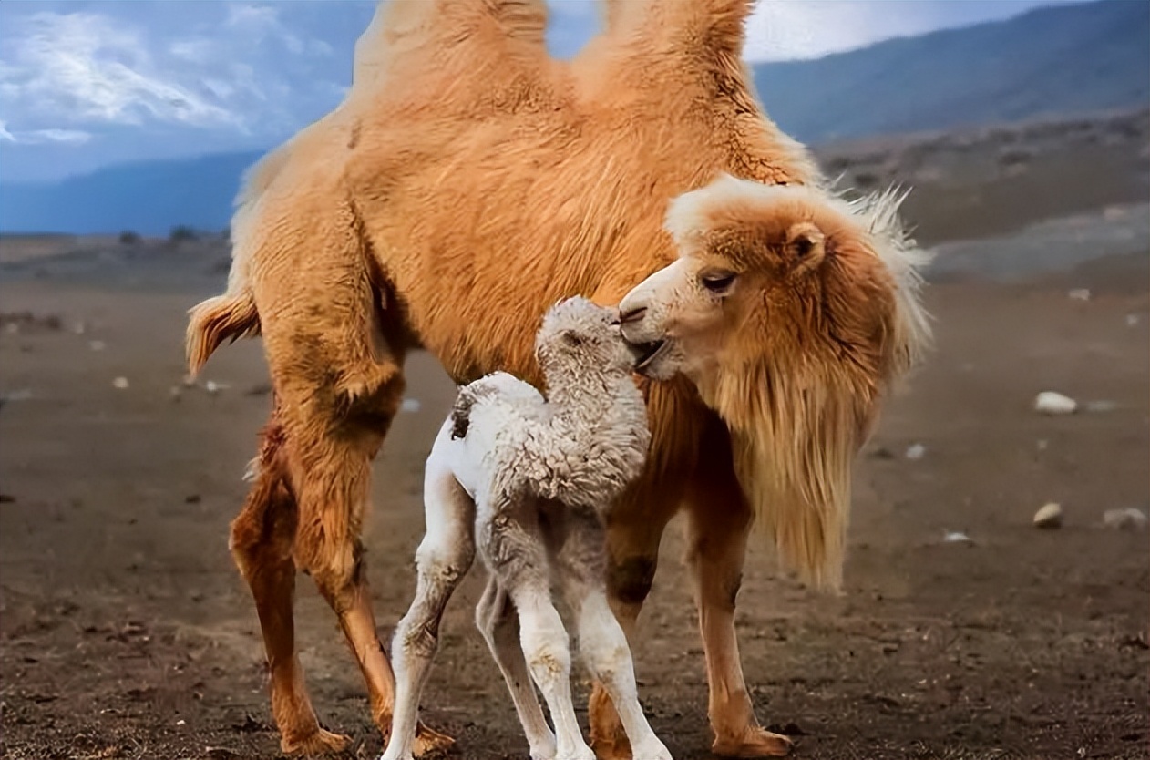 老人补钙哪种钙片经济划算效果好,专家推荐中老年人补钙吃什么钙片