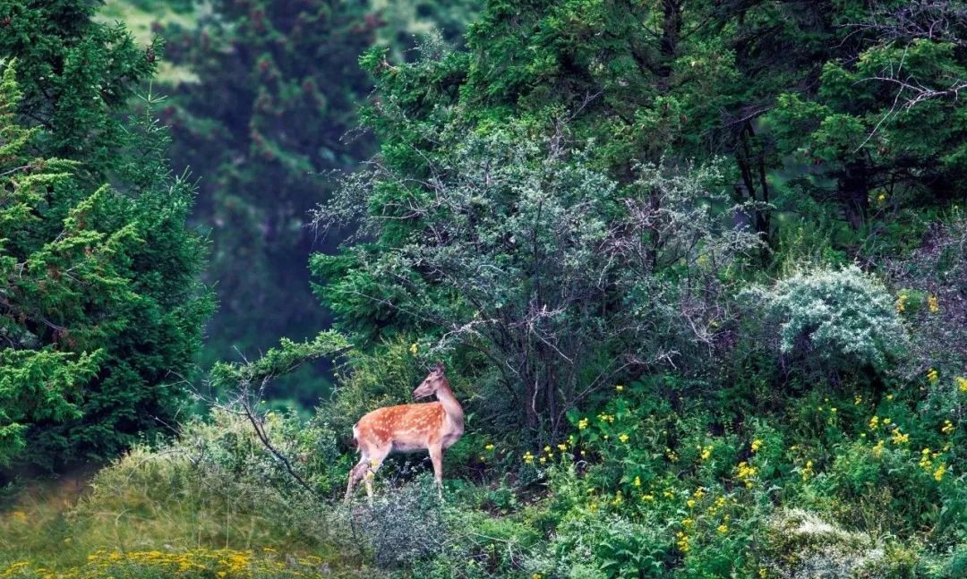 川西阿坝旅游详细攻略地图,川西阿坝旅游攻略三天