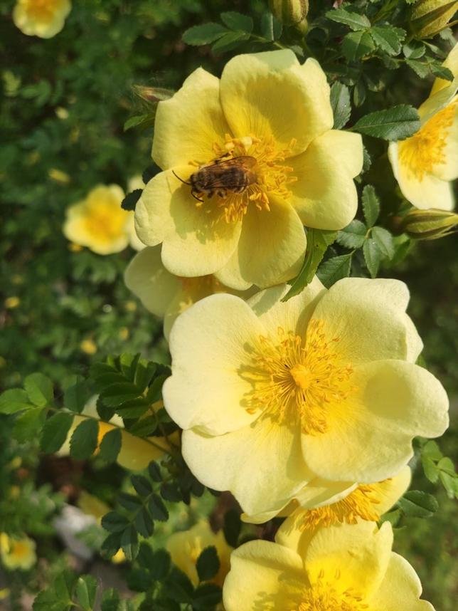 美丽校园行-2|历史生眼中的天津师范大学主校区