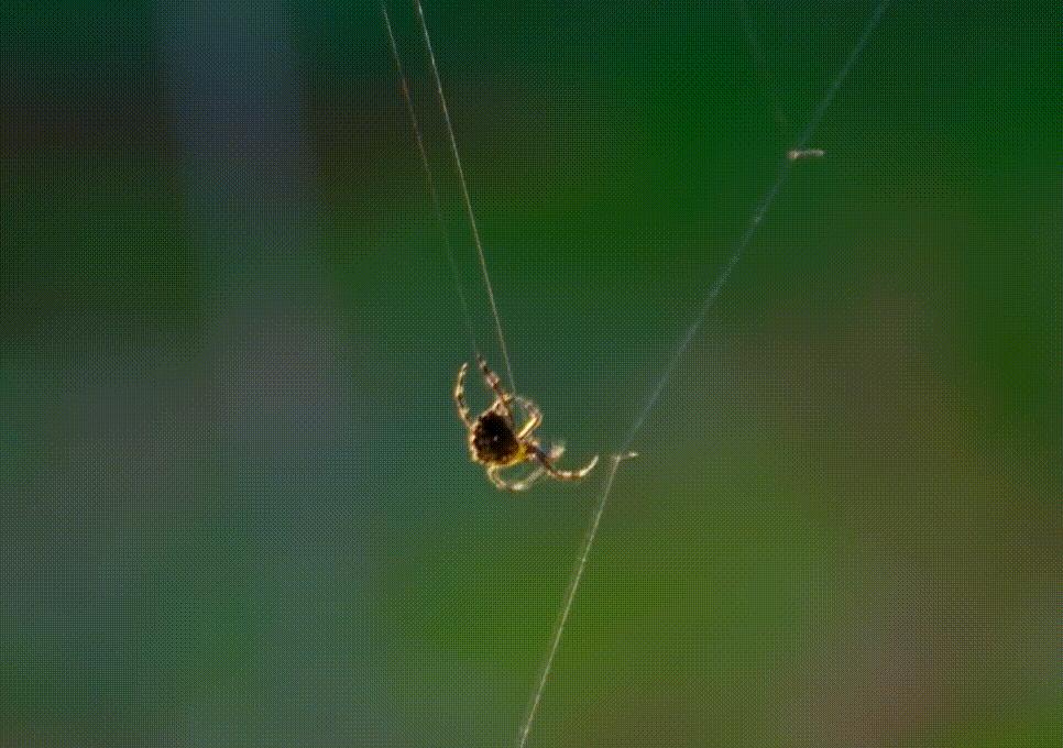 蜘蛛一次能产多少仔,蜘蛛一次可以吐几根丝