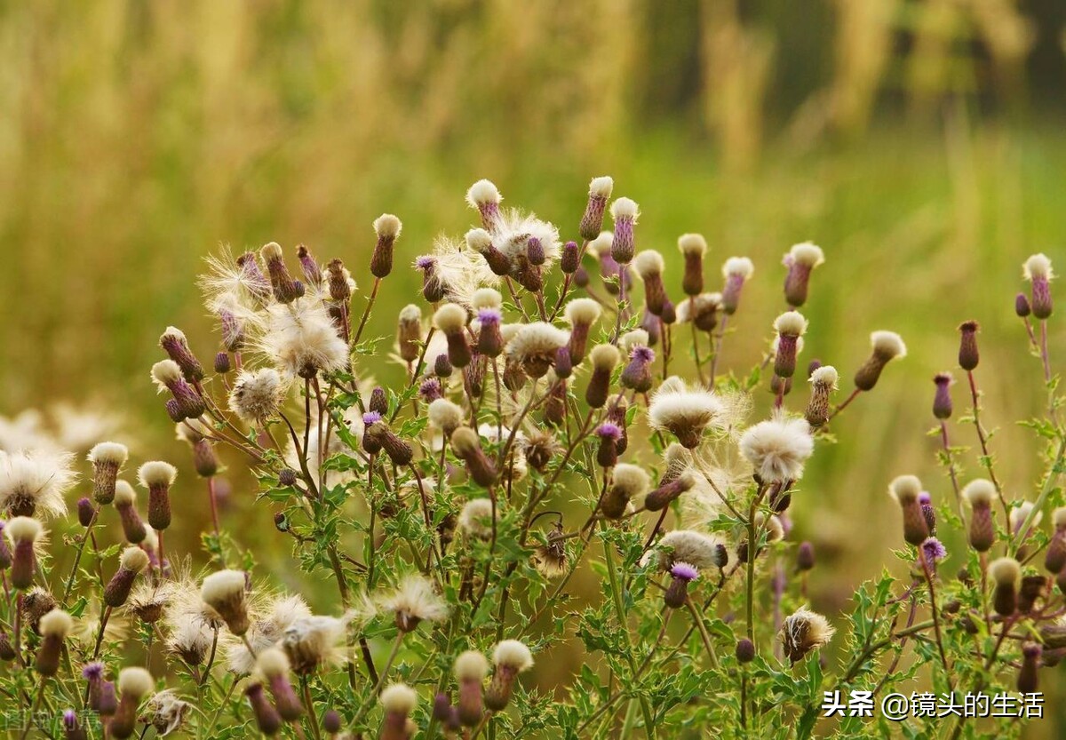 农村遍地都是宝农村的野菜挖不完,农村不要钱的野菜有哪些