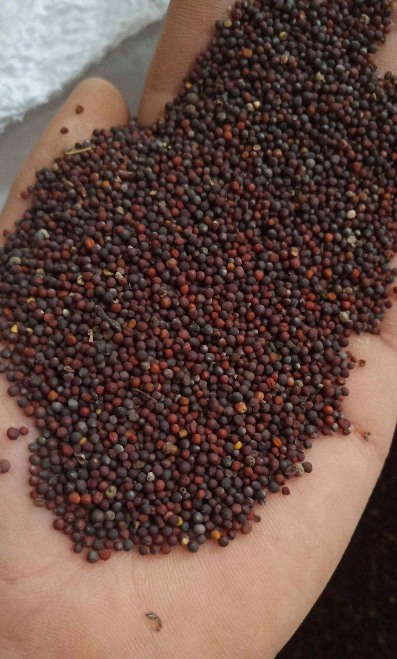 3种蔬菜,种快速生长的青菜的方法和步骤