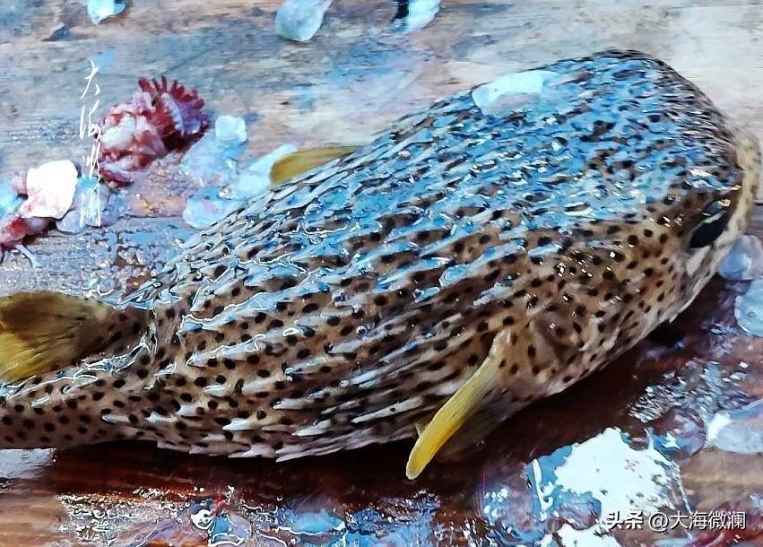 西沙群岛银屿岛吃海鲜,西沙群岛银屿岛吃海鲜多少钱