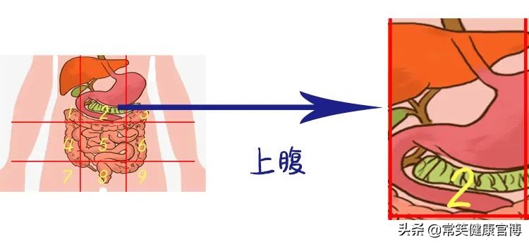 肚子疼胀痛部位对照表,肚子疼是哪里有问题一张图告诉你