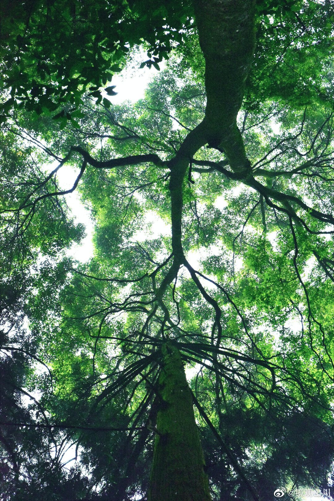青城山夏季避暑两日游,青城山游玩攻略夏季
